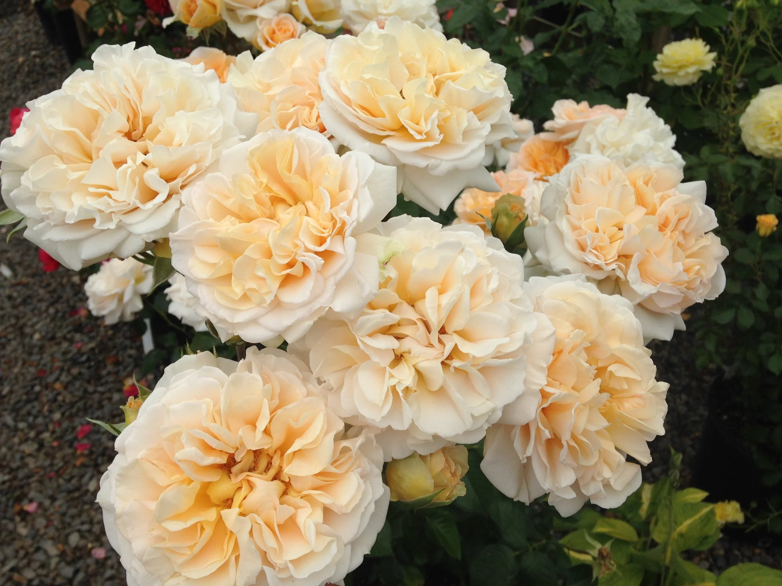 Honey Bee — Select Roses